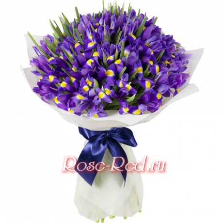 Букет 45 радужных ирисов