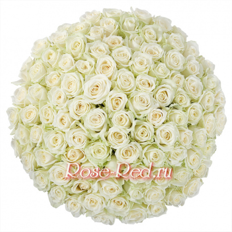 Прекрасная вселенная 101 белая роза
