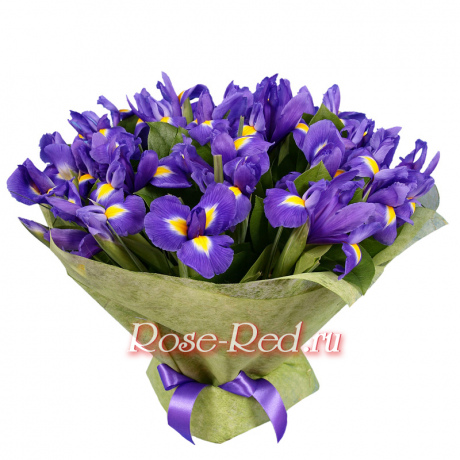 Нарядные ирисы