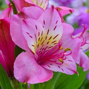 Букеты из альстромерий