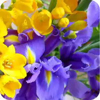 Ирисы, гиацинты, фрезии